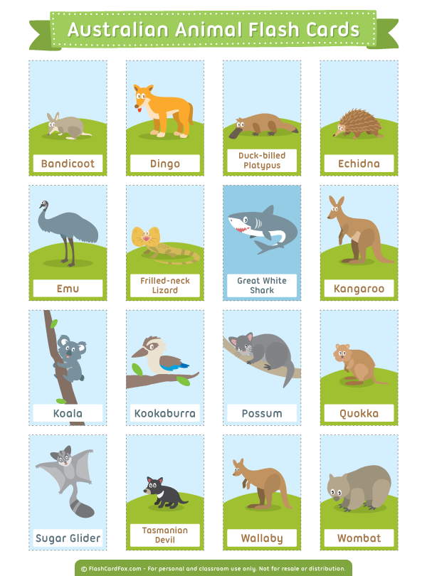 Printable Australian Animal Flash Cards