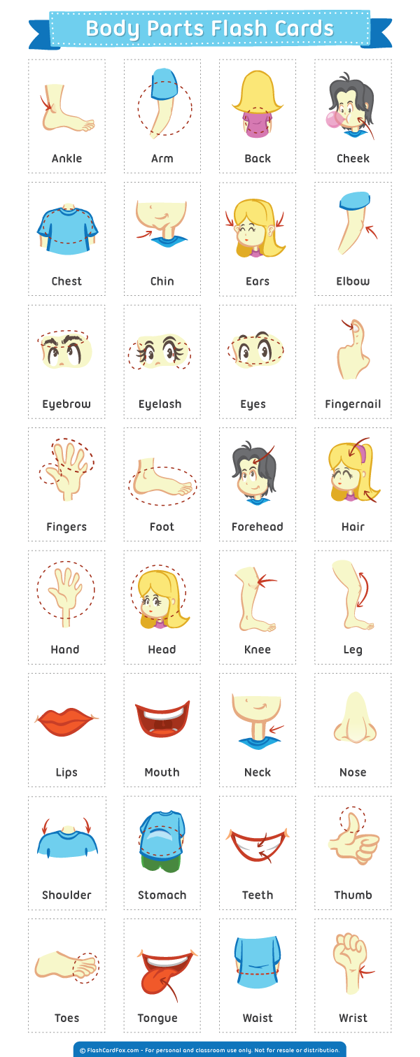 Free Printable Body Parts Flash Cards