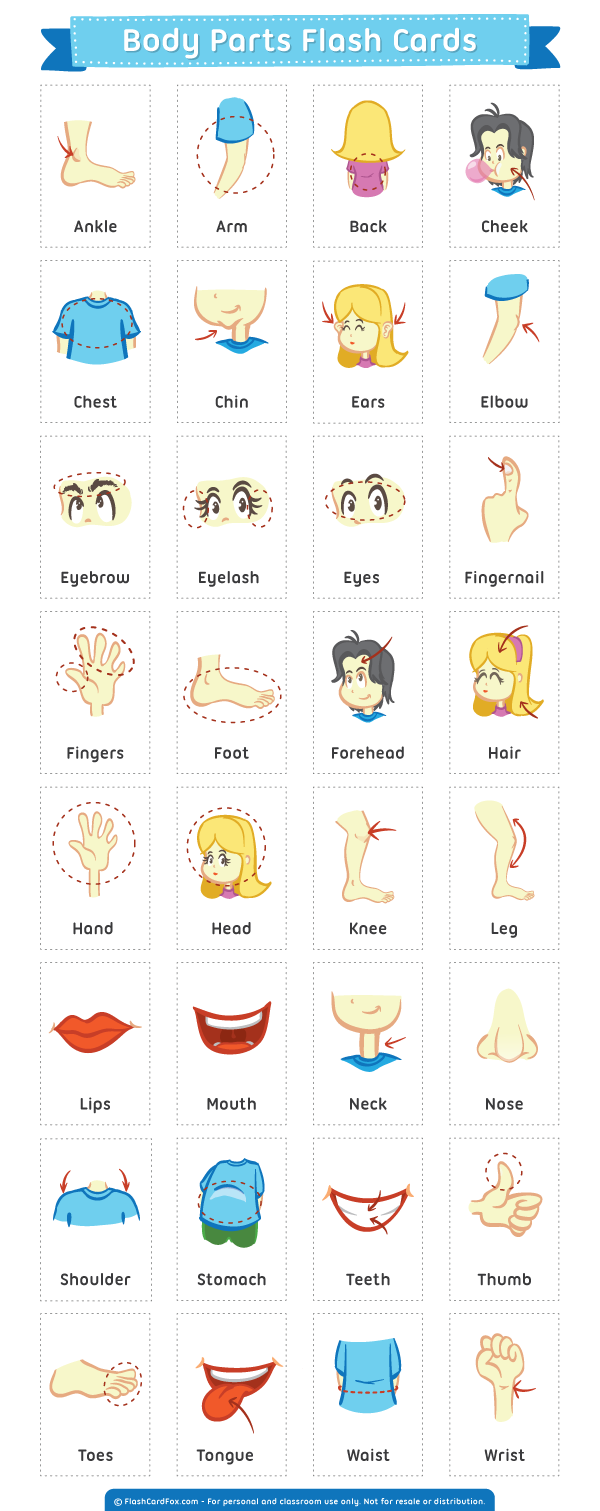 Brillo Conciencia Espacio Parts Of The Body Flashcards Printable Mundo  Brillo Conciencia Espacio Parts Of The Body Flashcards Printable Mundo