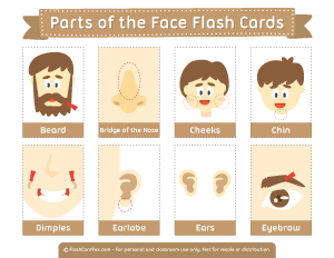 Parts of the Face Flash Cards