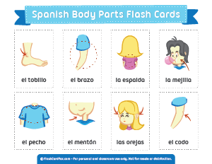 Spanish Body Parts Flash Cards